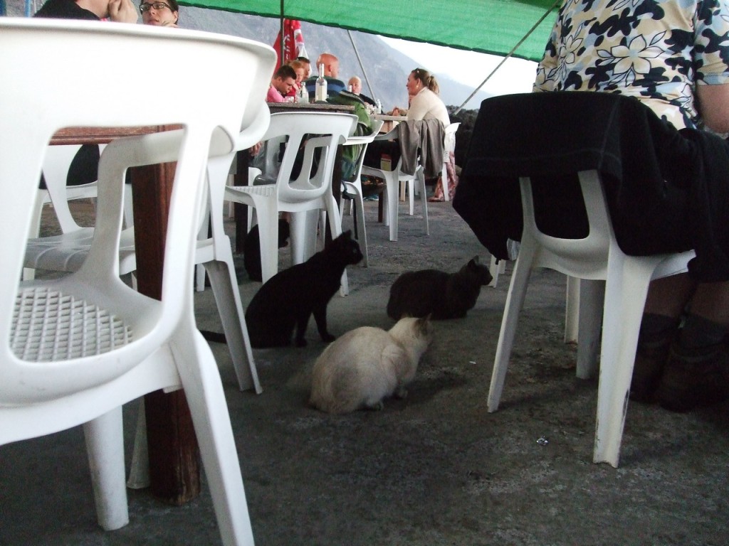 Кошки в рыбном ресторане ждут своей доли улова
